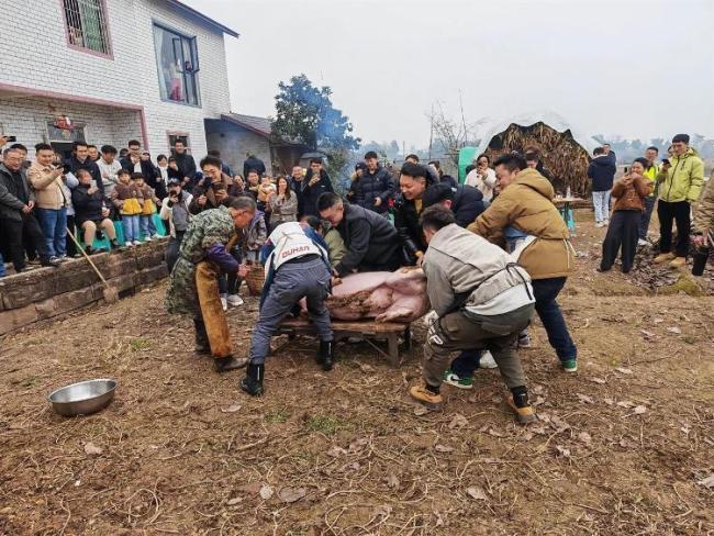 女子喊来上千网友杀年猪走红 乡村嘉年华引爆全网热情