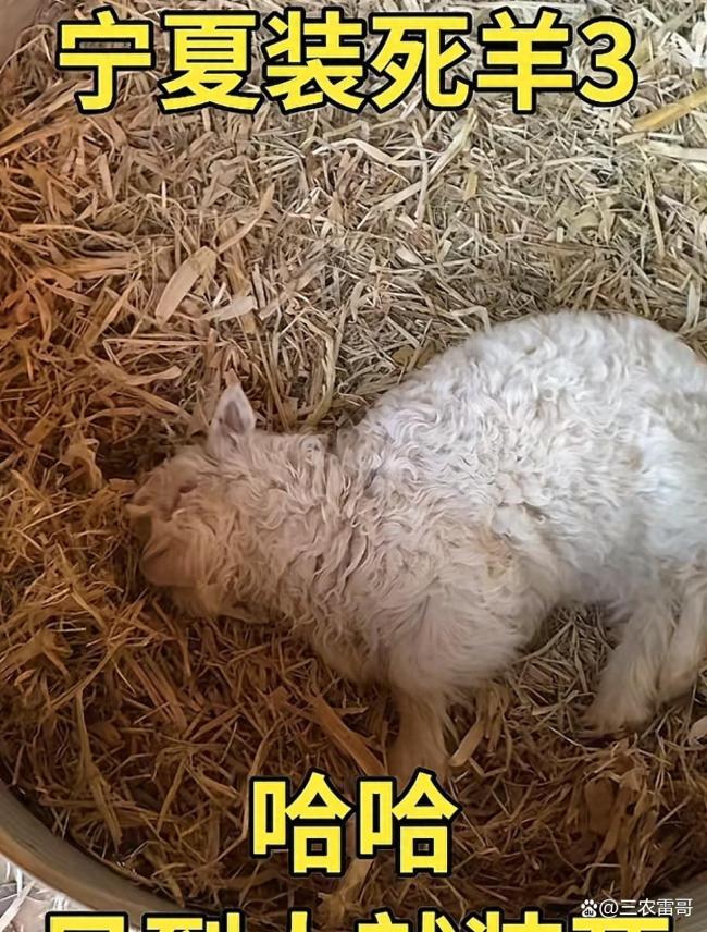 有人出价13万求购会装死的小羊 演技保命成网红
