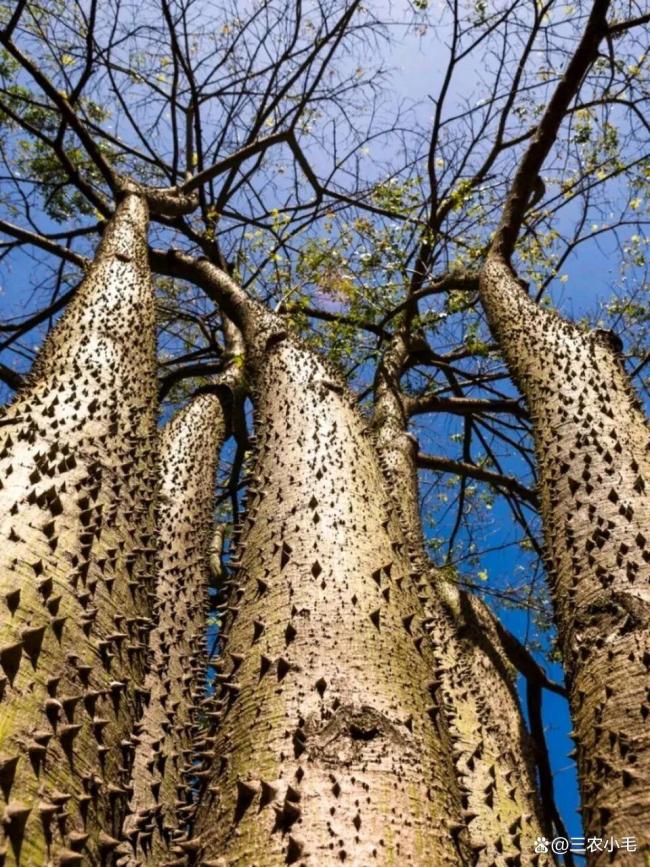 三九天回暖 可以确定暖冬吗 气候波动的正常表现