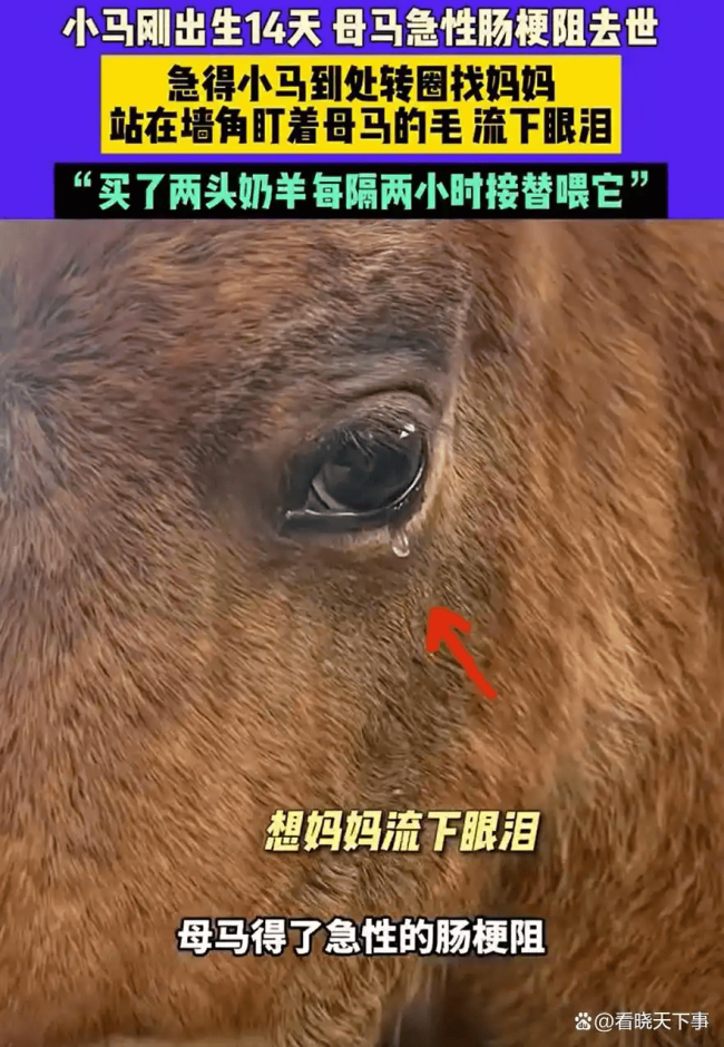 小马闻到去世母马尾毛流泪 生命情感的共鸣