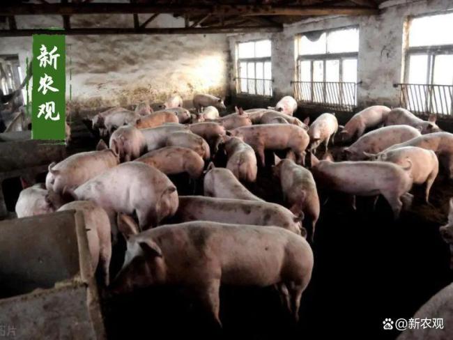 多地猪价突破13元/公斤 突然缺猪了？