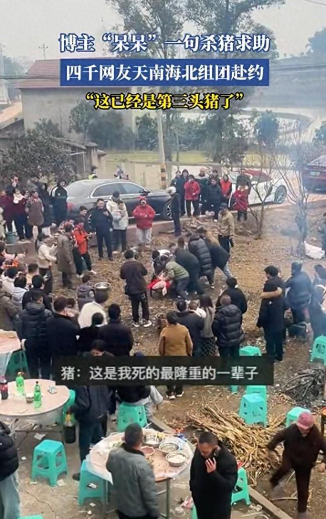合川文旅否认杀年猪是炒作