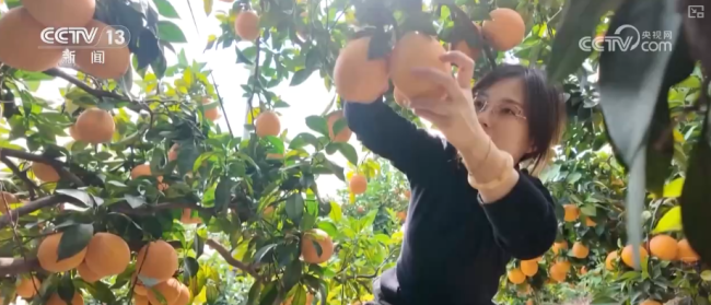 “数字+农业”助推特色农产品“出圈”