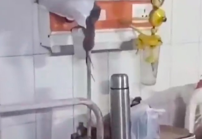 印度一病院老鼠乱窜从病东谈主头顶爬过 病院复兴