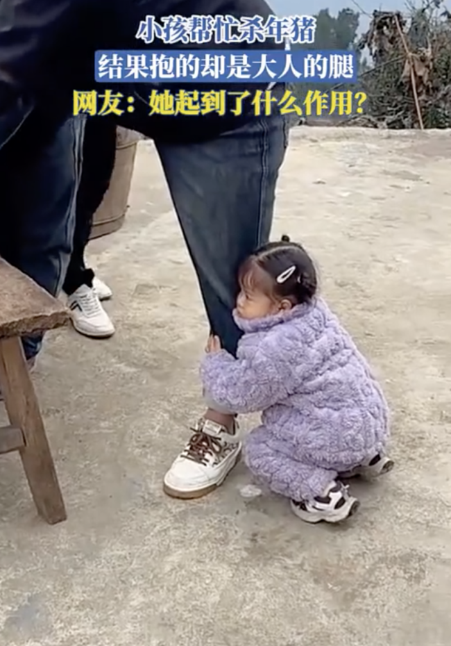 小一又友维护按年猪后果误抱大东说念主的腿，网友：她起到了什么作用？