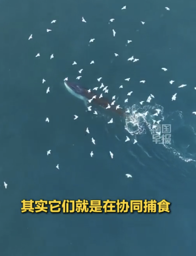 萧索画面！广西涠洲岛惊现四鲸同框