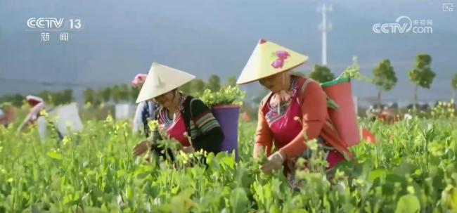 “数字+农业”助推特色农产品“出圈”