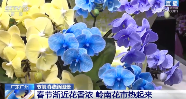 花市“热”起来涌动节前消费暖流 年花市场新趋势