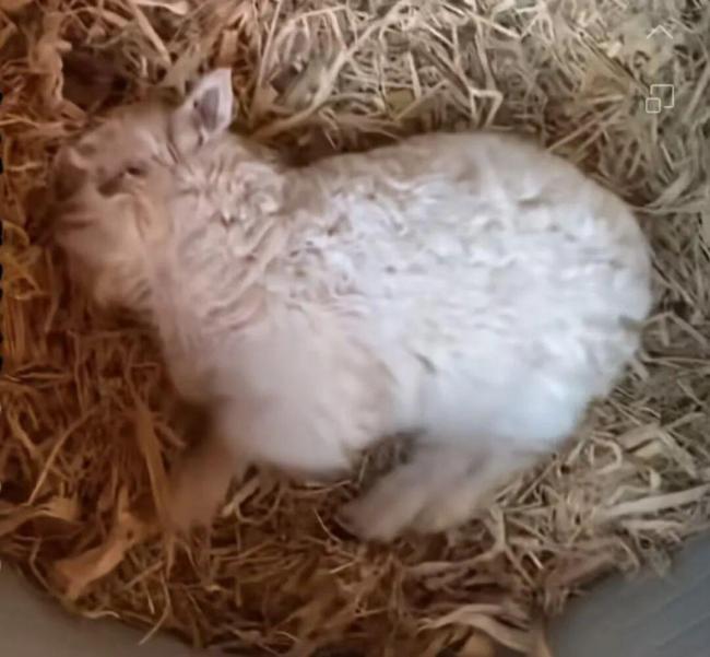 网红戏精小羊装死实则因遗传缺陷 基因突变引发肌强直