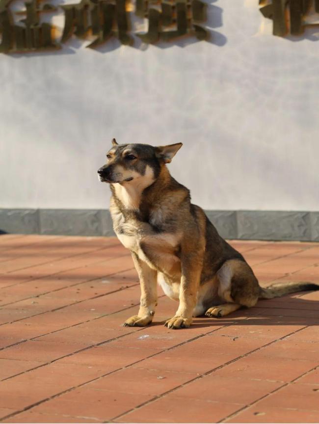 昆雷、爱虎、星星、欢欢在线寻新家