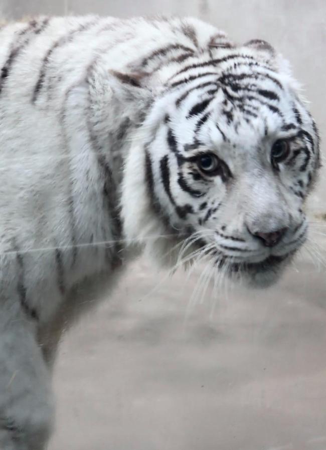 青岛虎界“刘亦菲”小孬火出圈了 美貌引网友惊呼