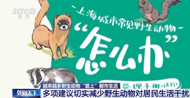 越来越多野生动物“爱上”都市生活 共存之道探索中