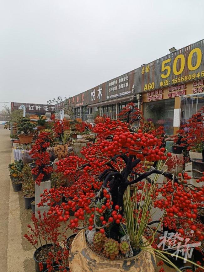 3盆125元 年宵花生意又开始忙了 春节前市场热闹非凡