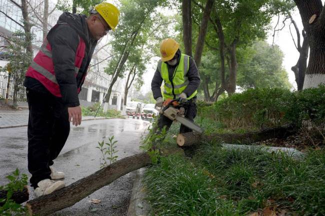 武汉抢在冻雨前修剪行道树 保障市民安全出行