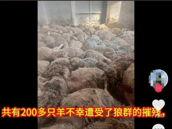 牧民报酬200多只羊遭狼群夜袭死字 政府将按60%赔偿