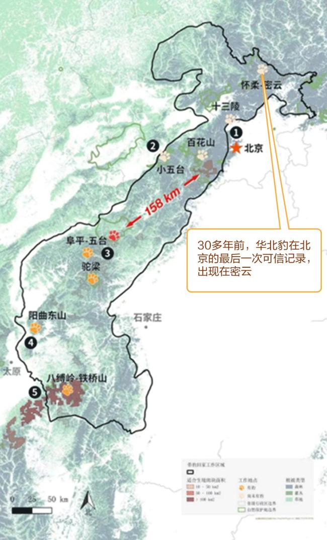 10年来最接近北京豹影被拍到了 华北豹再现太行山