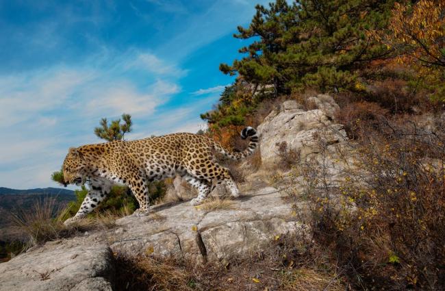 10年来最接近北京豹影被拍到了 华北豹再现太行山