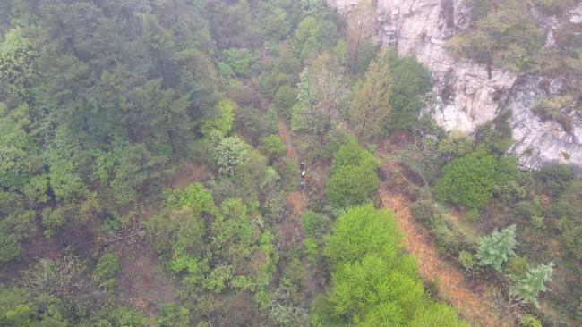 10年来最接近北京豹影被拍到了 华北豹再现太行山