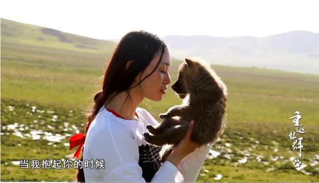 重返狼群主角格林近况未知 纪录片再度翻红引发关注