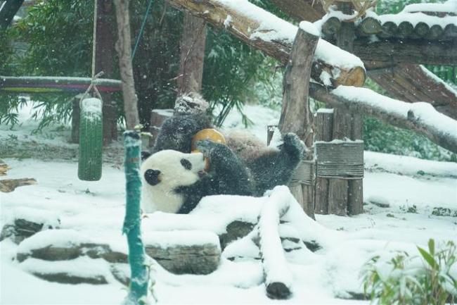 武汉动物园大熊猫“滚成雪球” 雪中嬉戏乐翻天