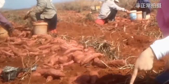 县委回应薯农用高毒农药种红薯 成立调查组彻查此事