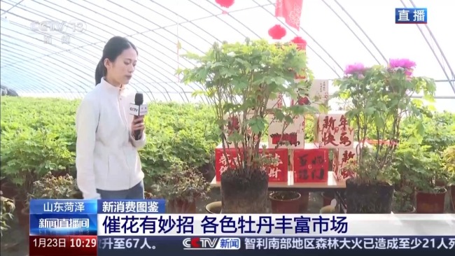 国色“添香” 牡丹花成村民“致富花”