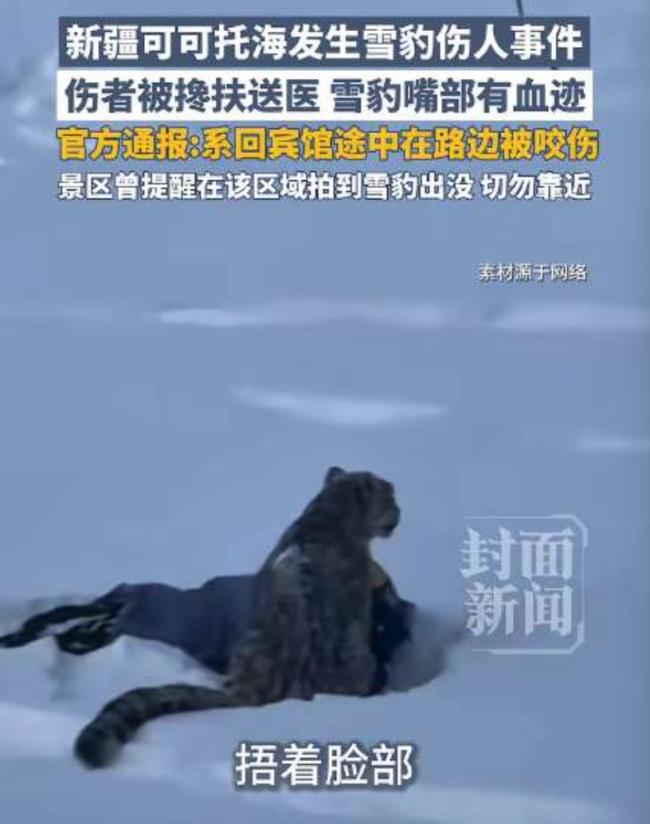 目击者称伤者未主动触摸雪豹 尊重自然法则警钟长鸣