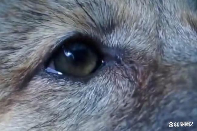 当狗狗看完重返狼群后 颠覆对狼的认知