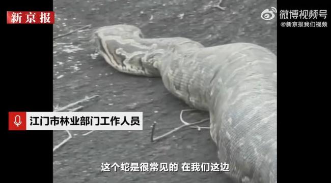 广东一地惊现数米长巨蟒 无毒蟒蛇现身未开辟区域