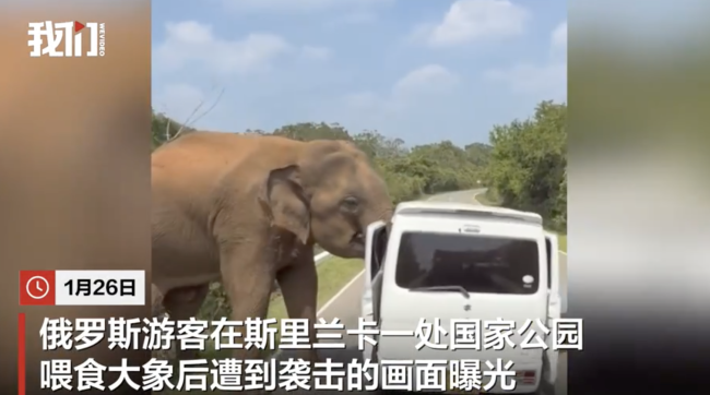 俄搭客投喂大象车内惊魂 大象首要车辆险酿祸