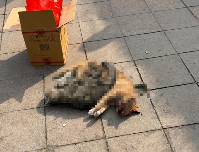 一小区被曝发生多起虐猫事件 居民报警并提醒注意安全