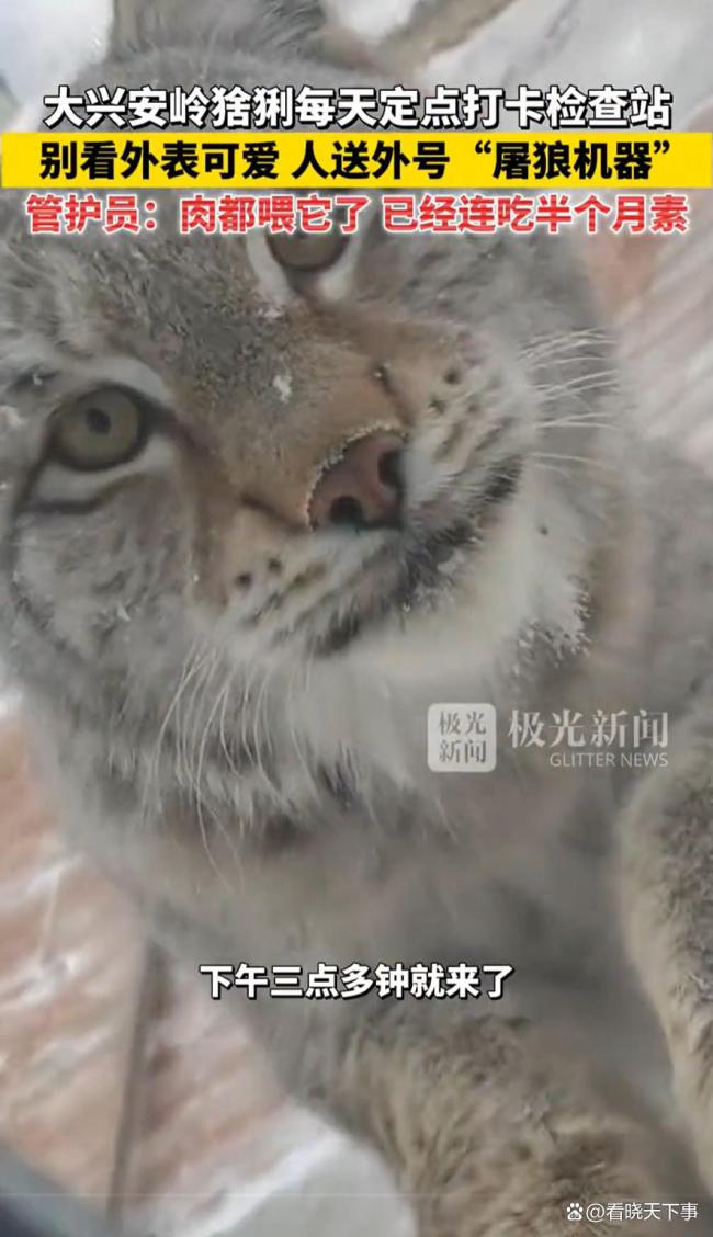 一猞猁每天“打卡”检查站 定点讨食成常客