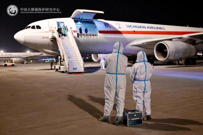 旅日大熊猫抵达成都现场画面