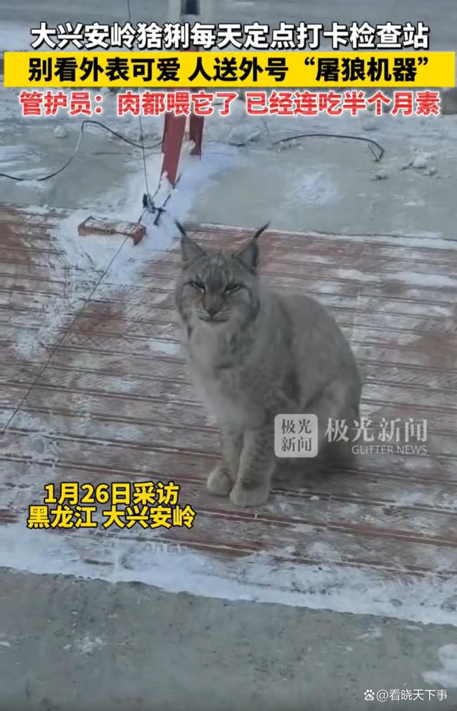 大兴安岭猞猁打卡检查站