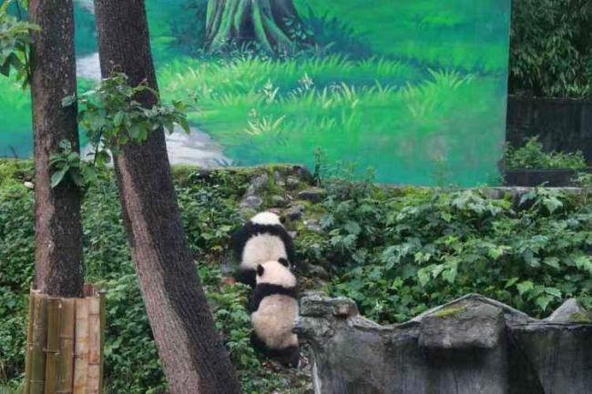 旅日大熊猫“晓晓”“蕾蕾”安家雅安 国宝归来开启新生活