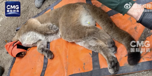 旧金山街头捕获一头美洲狮