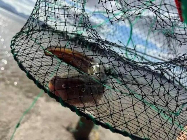 北京密斯特出2800公里到无东说念主岛上班 海鲜管够的伟人日子