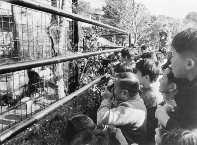 “超等酬酢官”大熊猫下站去哪儿出差 友谊大使续写新篇章