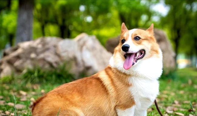 这辈子卖得临了悔的一只狗 又恨又爱的柯基