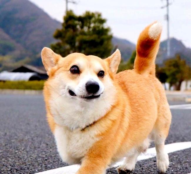 这辈子卖得临了悔的一只狗