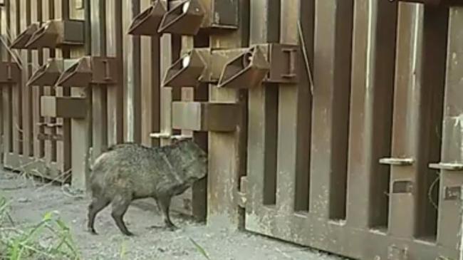 好意思洲狮现身旧金山街头 城市与当然的鸿沟暗昧