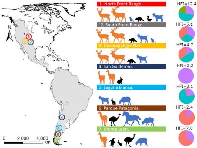 好意思洲狮现身旧金山街头 城市与当然的鸿沟暗昧
