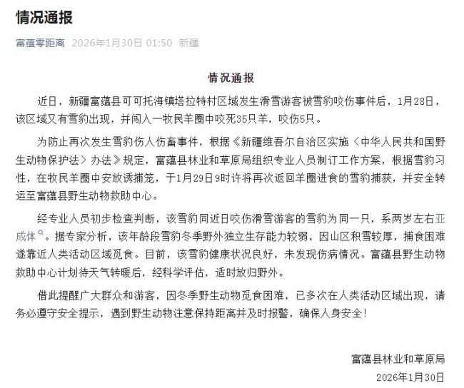 咬伤旅客的雪豹又咬死35只羊