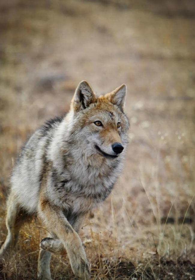 《重返·狼群》大年初三将重映 真实故事再感动