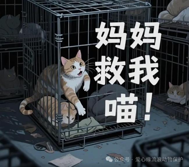 吃掉走失邊牧賠1萬(wàn)3和解 店主也養(yǎng)狗