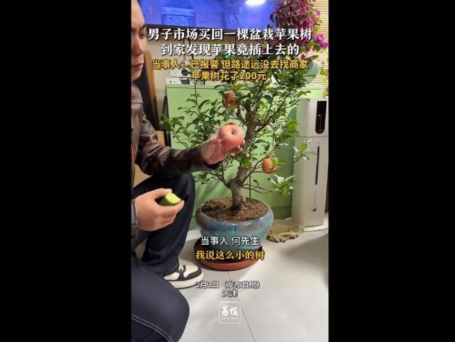 男子买盆栽苹果树 苹果竟插上去的
