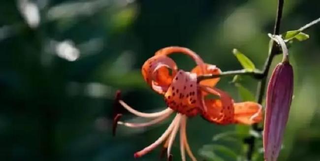 你认为晚年幸福关键因素是什么 价值感支撑晚年