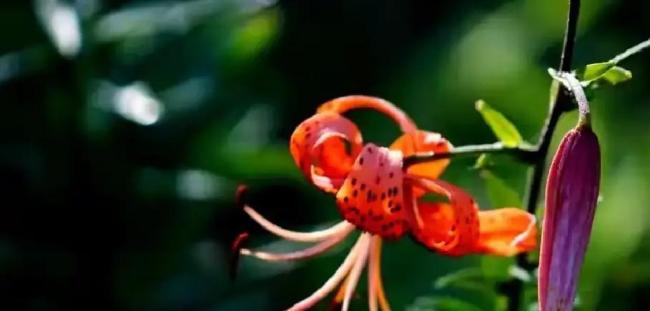 你认为晚年幸福关键因素是什么 价值感支撑晚年