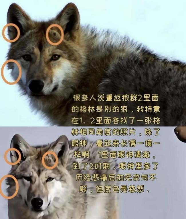 《重返·狼群》翻红带来流量新考题 李微漪与格林的双向奔赴