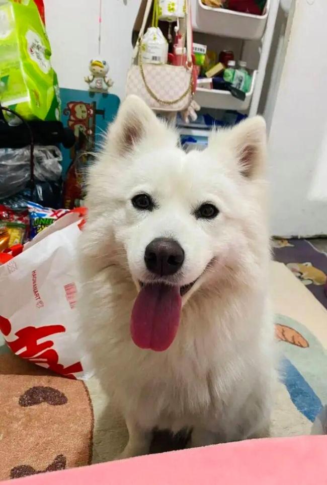 萨摩耶被烧死狗主人发声 达成和解引发网友质疑